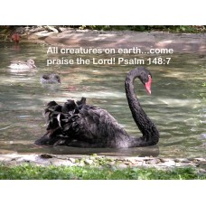 Psalm 148/Swan Photo Card or Magnet